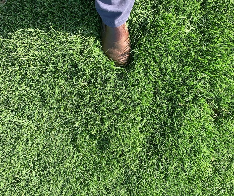 Durban Seashore Paspalum at Bethel Farms Florida