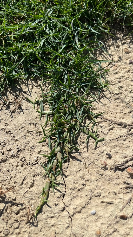 Durban Seashore Paspalum vegetative development at Bethel Farms