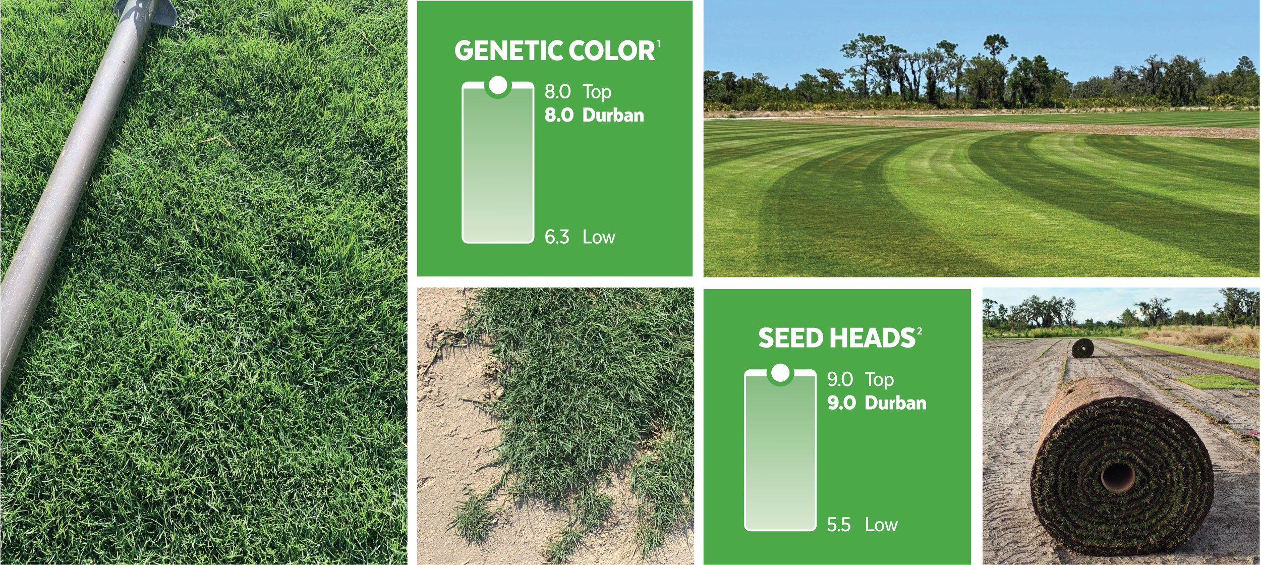 Durban Seashore Paspalum turf performance
