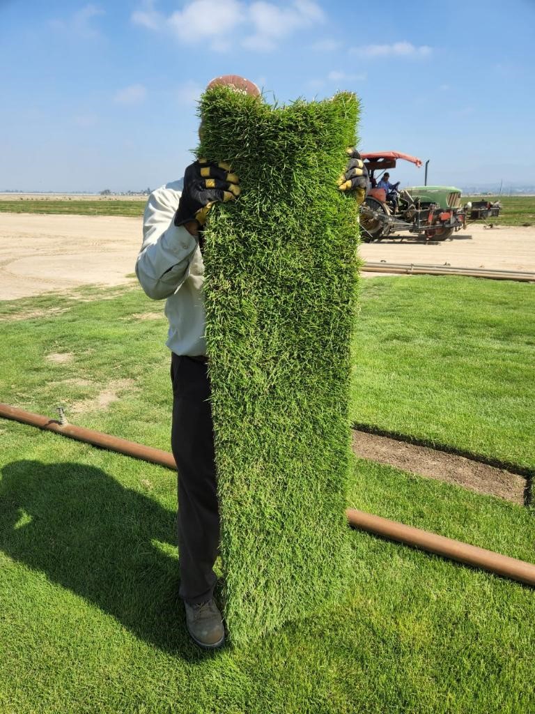 Gateway Zoysia breeder block