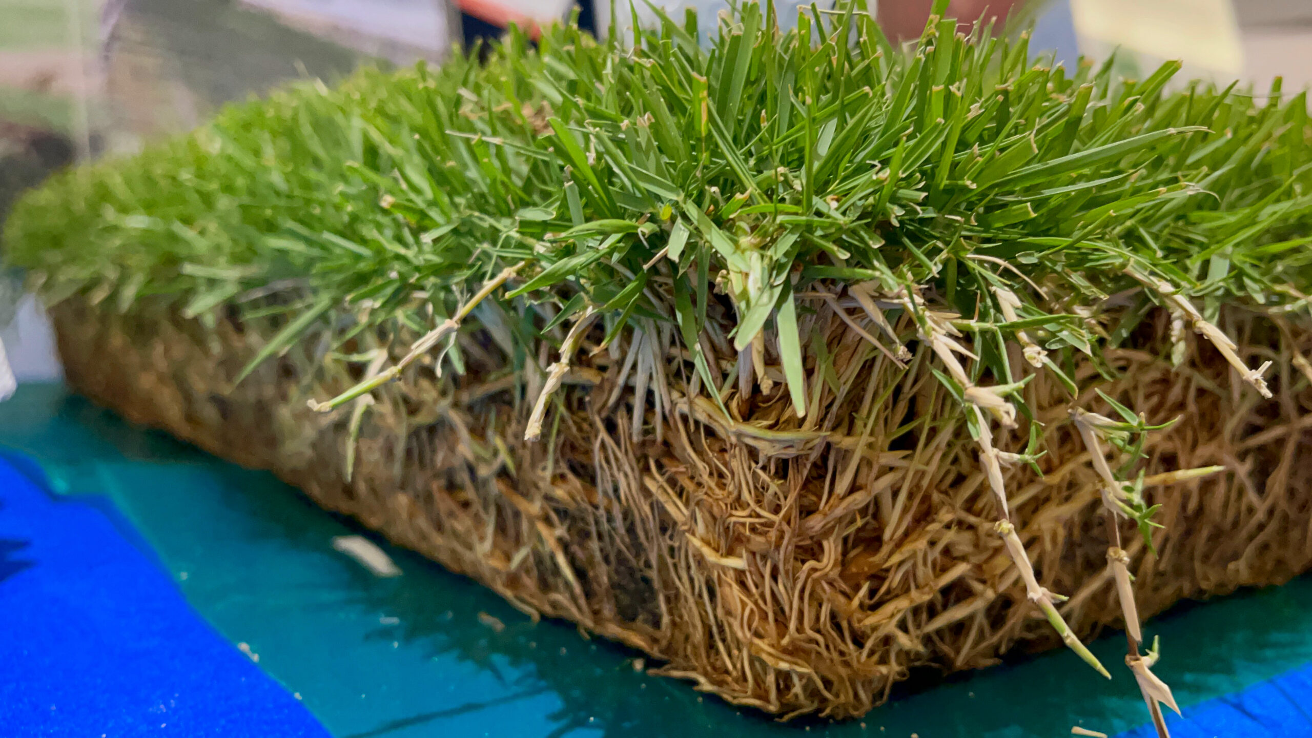 Vegetative turfgrass sod and root development