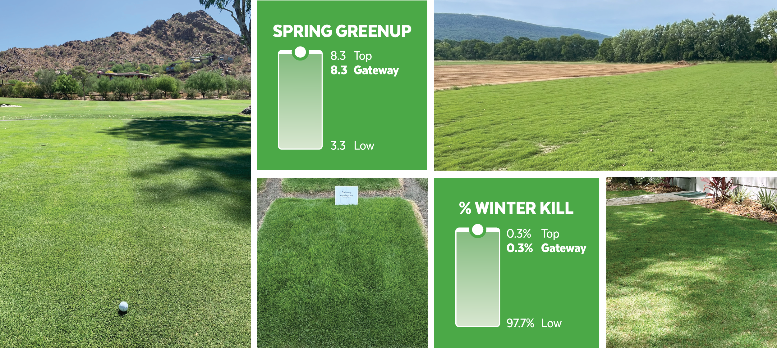 Gateway Zoysiagrass turf performance
