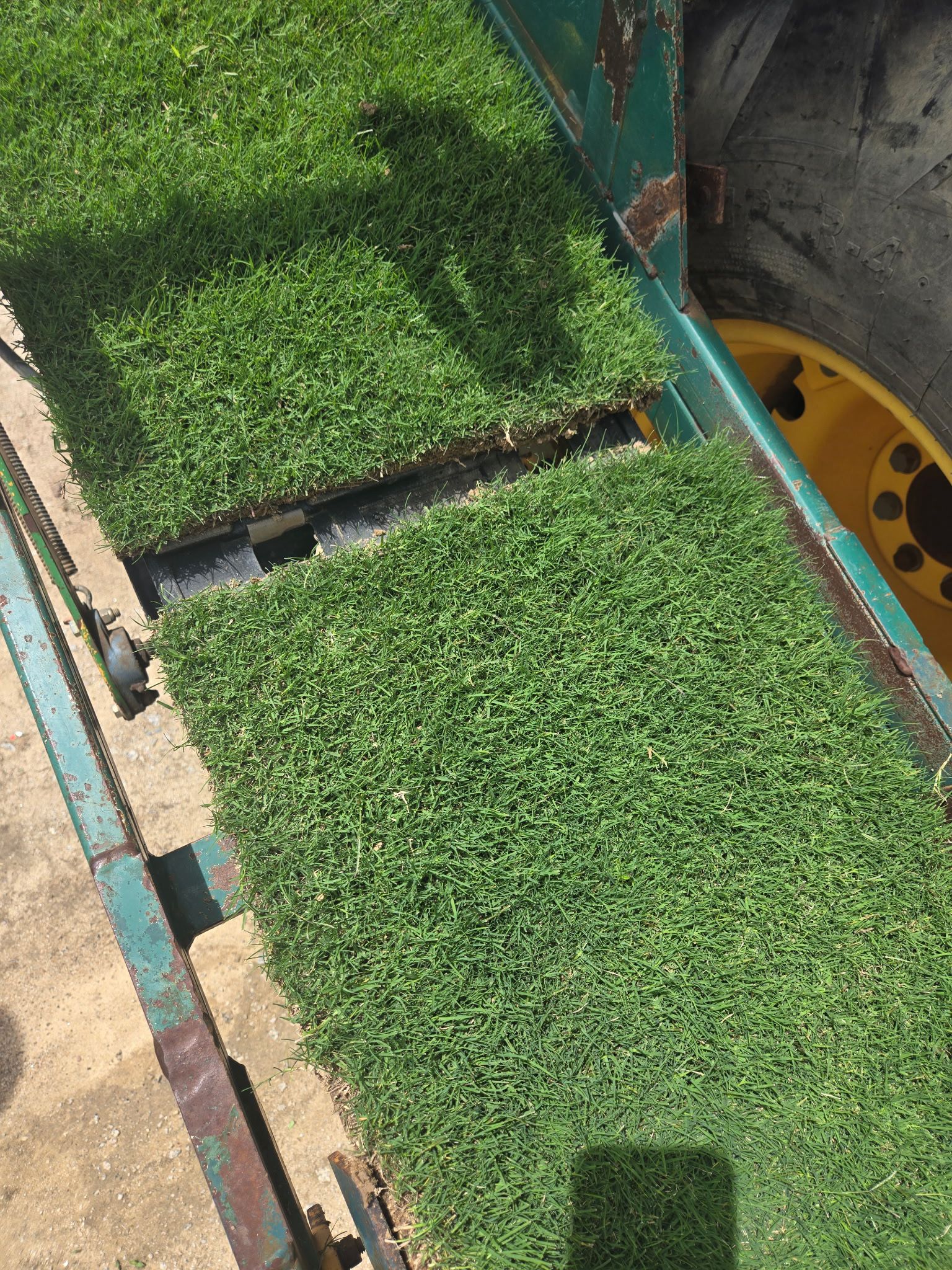 MVP Genetics vegetative turfgrass sod sample