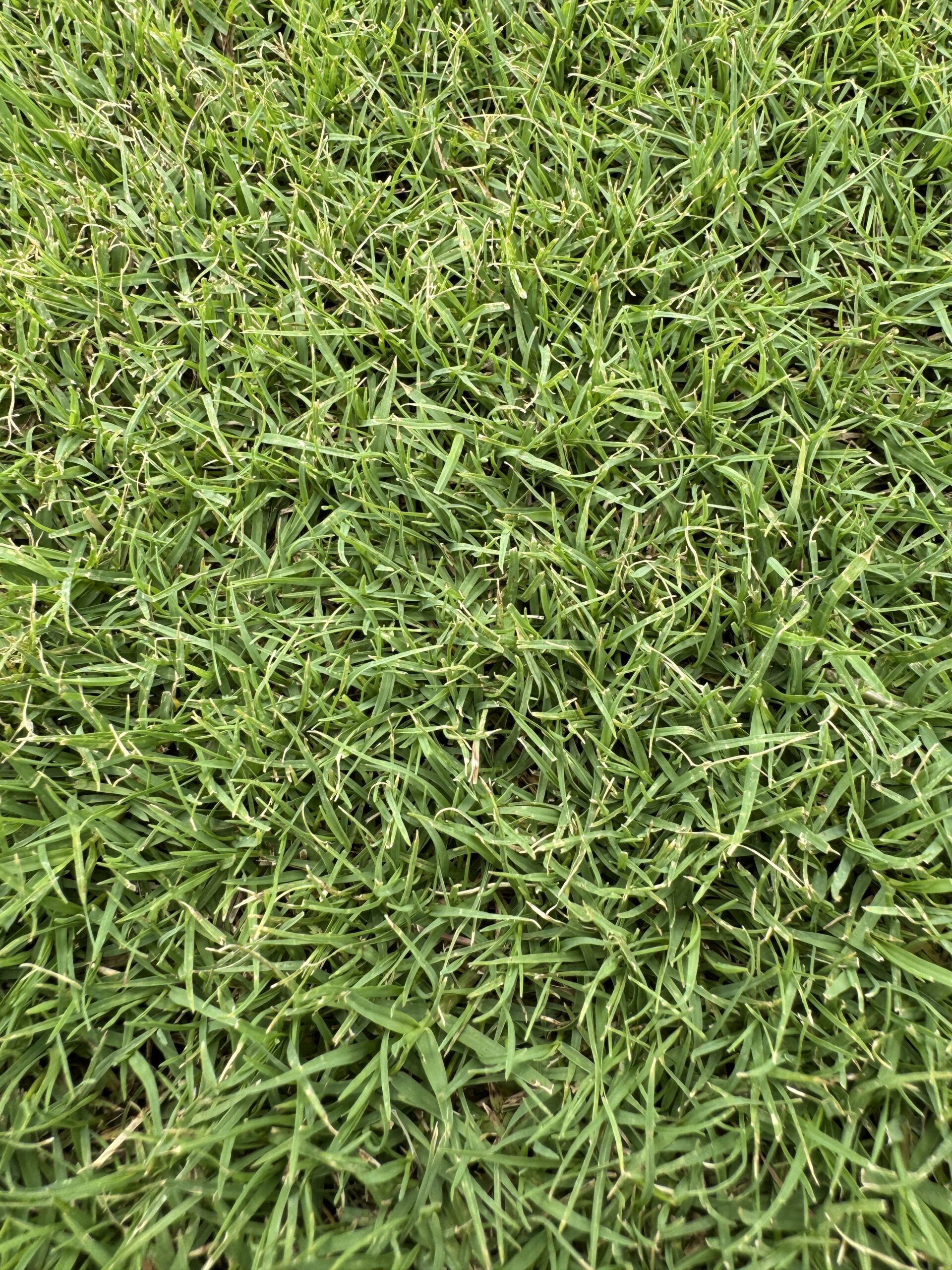 Turfgrass research and evaluation plots