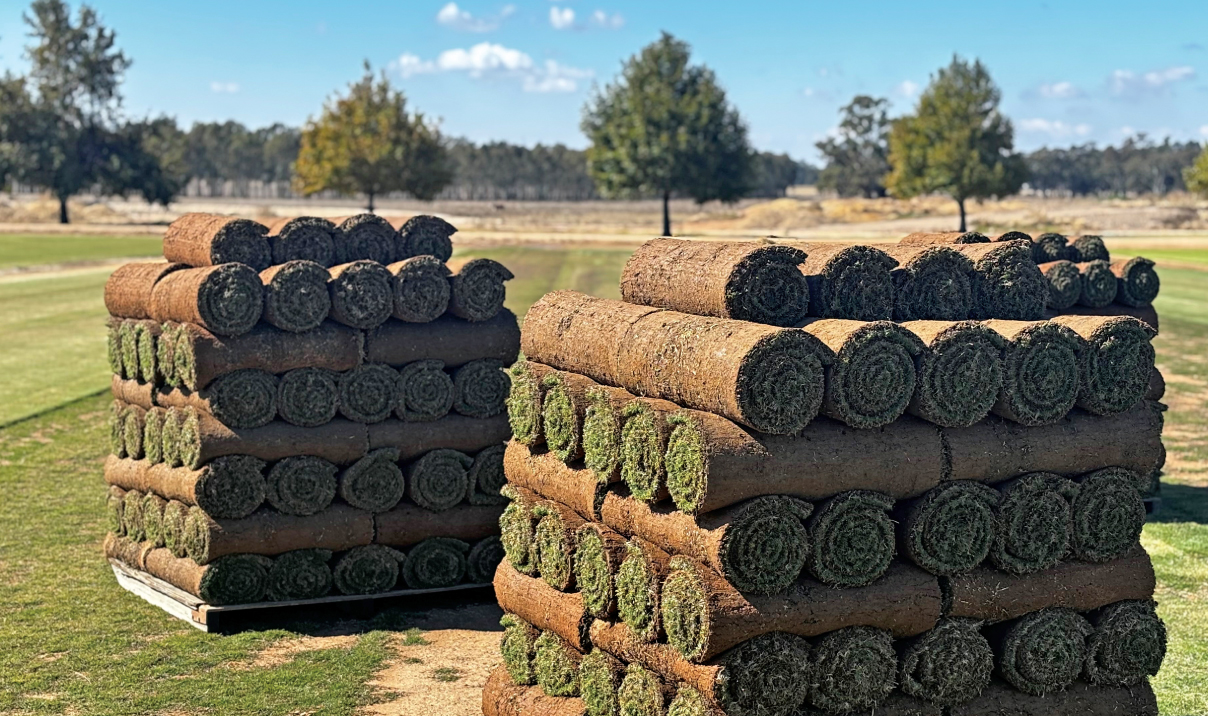 MVP Genetics vegetative turfgrass