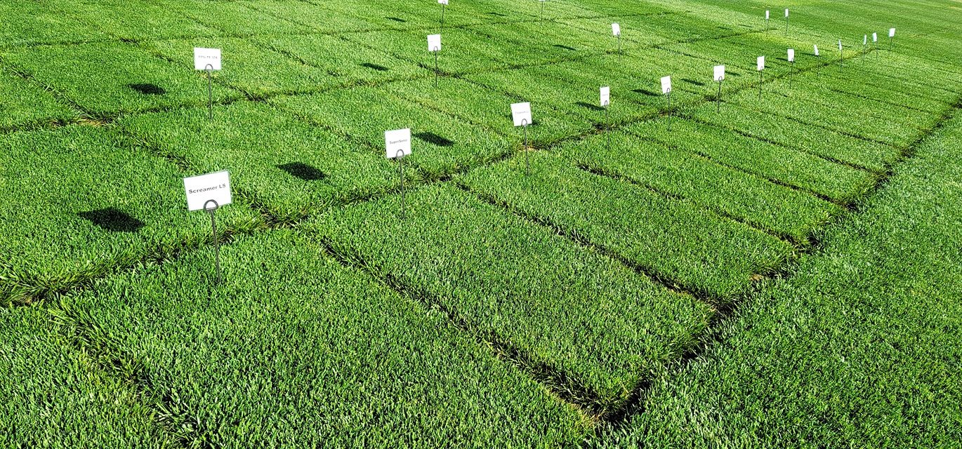 Turfgrass research and evaluation plots